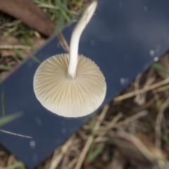 Oudemansiella gigaspora group at Hawker, ACT - 16 May 2022