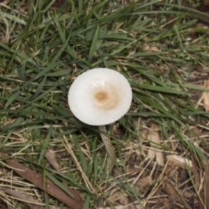 Oudemansiella gigaspora group at Hawker, ACT - 16 May 2022