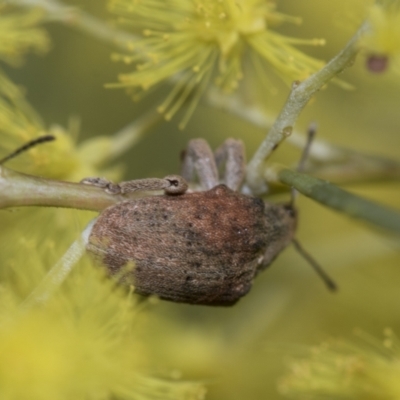 Gonipterus sp. (genus) (Eucalyptus Weevil) at Evatt, ACT - 26 Sep 2022 by AlisonMilton