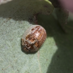 Paropsisterna m-fuscum (Eucalyptus Leaf Beetle) at McKellar, ACT - 26 Sep 2022 by AlisonMilton