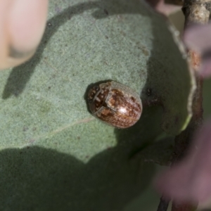 Paropsisterna m-fuscum at McKellar, ACT - 26 Sep 2022 12:45 PM