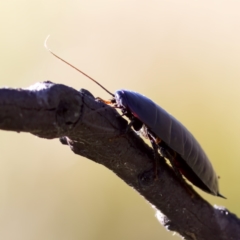 Platyzosteria similis (Red-legged litter runner) at Namadgi National Park - 27 Dec 2022 by KorinneM