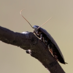 Platyzosteria similis at Rendezvous Creek, ACT - 27 Dec 2022 05:49 PM