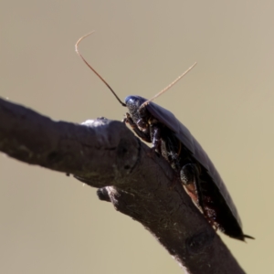 Platyzosteria similis at Rendezvous Creek, ACT - 27 Dec 2022 05:49 PM