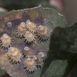 Cardiaspina sp. (genus) at McKellar, ACT - 26 Sep 2022