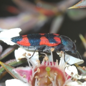 Castiarina kershawi at Tinderry, NSW - 26 Dec 2022