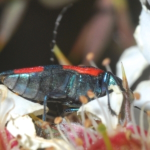 Castiarina kershawi at Tinderry, NSW - 26 Dec 2022