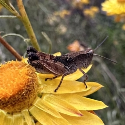 Phaulacridium vittatum (Wingless Grasshopper) at Mount Ainslie - 28 Dec 2022 by Pirom