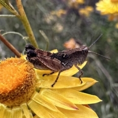 Phaulacridium vittatum (Wingless Grasshopper) at Ainslie, ACT - 28 Dec 2022 by Pirom