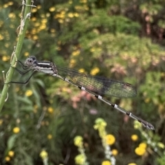 Austrolestes leda (Wandering Ringtail) at Ainslie, ACT - 28 Dec 2022 by Pirom