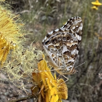 Vanessa kershawi (Australian Painted Lady) at Mount Ainslie - 28 Dec 2022 by Pirom