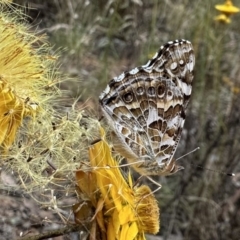 Vanessa kershawi (Australian Painted Lady) at Ainslie, ACT - 28 Dec 2022 by Pirom