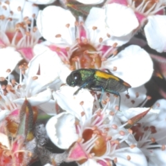Castiarina kerremansi (A jewel beetle) at Tinderry, NSW - 26 Dec 2022 by Harrisi