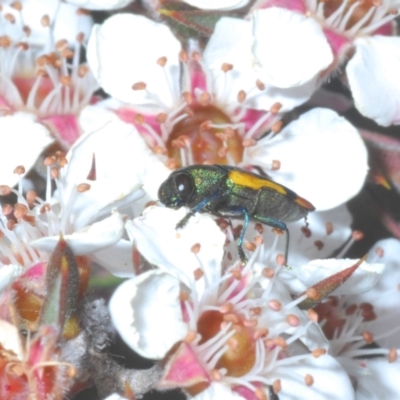 Castiarina kerremansi (A jewel beetle) at Tinderry, NSW - 26 Dec 2022 by Harrisi
