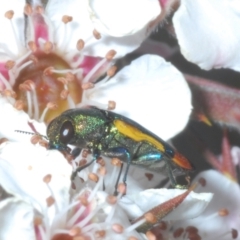 Castiarina kerremansi at Tinderry, NSW - 26 Dec 2022