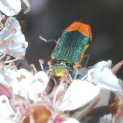 Castiarina kerremansi at Tinderry, NSW - 26 Dec 2022