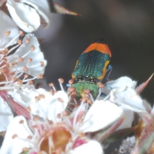 Castiarina kerremansi at Tinderry, NSW - 26 Dec 2022