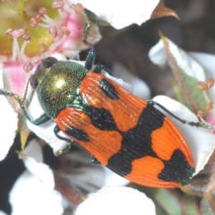 Castiarina delectabilis (A jewel beetle) at Tinderry Mountains - 26 Dec 2022 by Harrisi