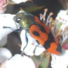 Castiarina delectabilis at Tinderry, NSW - 26 Dec 2022