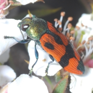 Castiarina delectabilis at Tinderry, NSW - suppressed