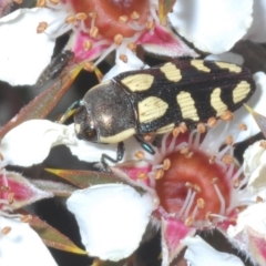 Castiarina decemmaculata (Ten-spot Jewel Beetle) at Tinderry, NSW - 26 Dec 2022 by Harrisi