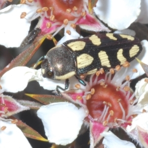 Castiarina decemmaculata at Tinderry, NSW - 26 Dec 2022