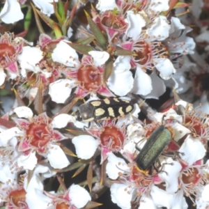 Castiarina decemmaculata at Tinderry, NSW - 26 Dec 2022