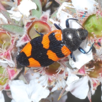 Castiarina thomsoni (A jewel beetle) at Tinderry, NSW - 26 Dec 2022 by Harrisi