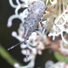 Pachyura australis (Belid weevil) at Tinderry, NSW - 26 Dec 2022 by Harrisi
