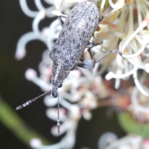 Pachyura australis at Tinderry, NSW - suppressed