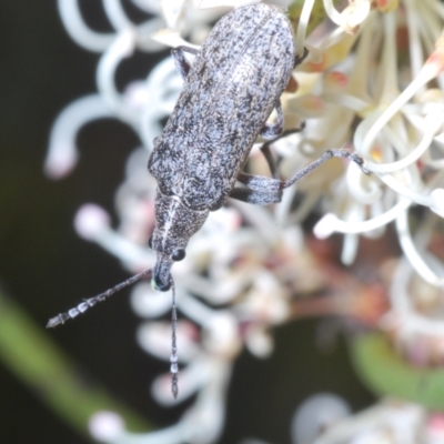Pachyura australis (Belid weevil) at Tinderry Mountains - 26 Dec 2022 by Harrisi