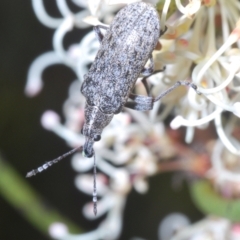 Pachyura australis (Belid weevil) at Tinderry Mountains - 26 Dec 2022 by Harrisi