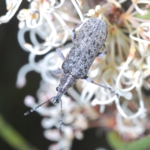 Pachyura australis at Tinderry, NSW - suppressed