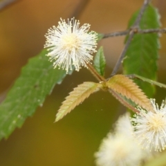 Callicoma serratifolia (Black Wattle, Butterwood, Tdgerruing) at Colo Vale - 14 Dec 2022 by Curiosity