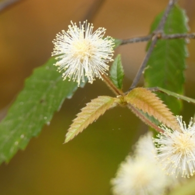 Callicoma serratifolia (Black Wattle, Butterwood, Tdgerruing) at Wingecarribee Local Government Area - 14 Dec 2022 by Curiosity