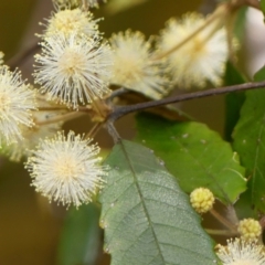 Callicoma serratifolia at Colo Vale, NSW - suppressed