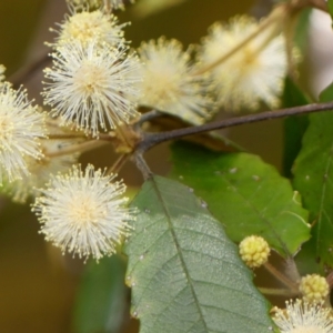 Callicoma serratifolia at Colo Vale, NSW - suppressed