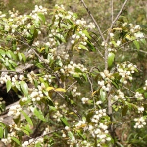 Callicoma serratifolia at Colo Vale, NSW - suppressed