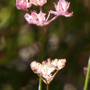 Xanthosia atkinsoniana at High Range, NSW - 21 Dec 2022