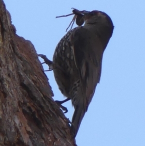 Climacteris erythrops at High Range, NSW - 21 Dec 2022