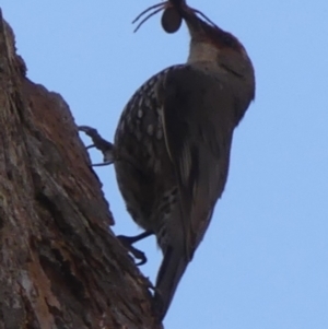 Climacteris erythrops at High Range, NSW - 21 Dec 2022