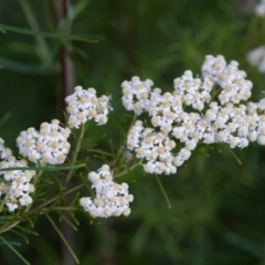 Ozothamnus thyrsoideus (Sticky Everlasting) at Namadgi National Park - 27 Dec 2022 by KorinneM