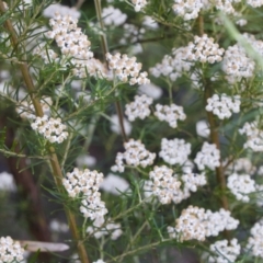 Ozothamnus thyrsoideus at Rendezvous Creek, ACT - 27 Dec 2022