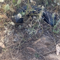 Tiliqua rugosa (Shingleback Lizard) at Mount Majura - 28 Dec 2022 by Kassandra21