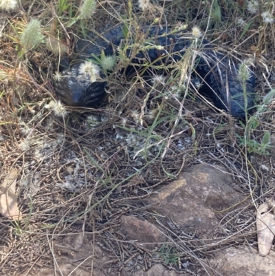 Tiliqua rugosa (Shingleback Lizard) at Mount Majura - 28 Dec 2022 by Kassandra21