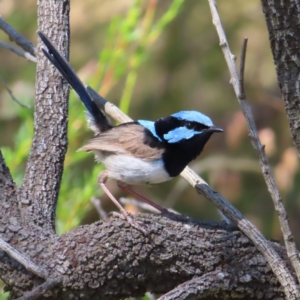 Malurus cyaneus at Kambah, ACT - 28 Dec 2022 04:04 PM