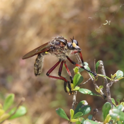 Chrysopogon muelleri (Robber fly) at Kambah, ACT - 28 Dec 2022 by MatthewFrawley