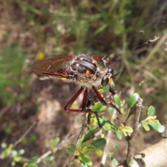 Chrysopogon muelleri at Kambah, ACT - 28 Dec 2022 04:13 PM