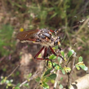 Chrysopogon muelleri at Kambah, ACT - 28 Dec 2022