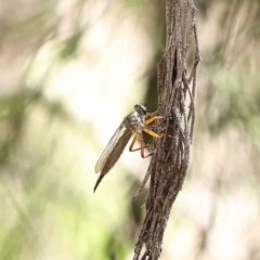 Cerdistus sp. (genus) (Slender Robber Fly) at O'Connor, ACT - 24 Dec 2022 by ConBoekel